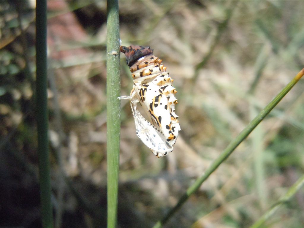 Pupa di Melitaea didyma?